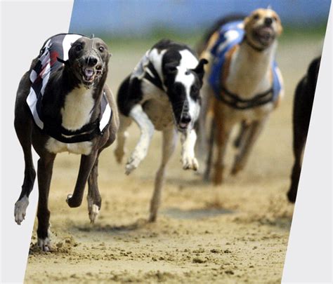 racing post greyhounds fast results|Greyhound News .